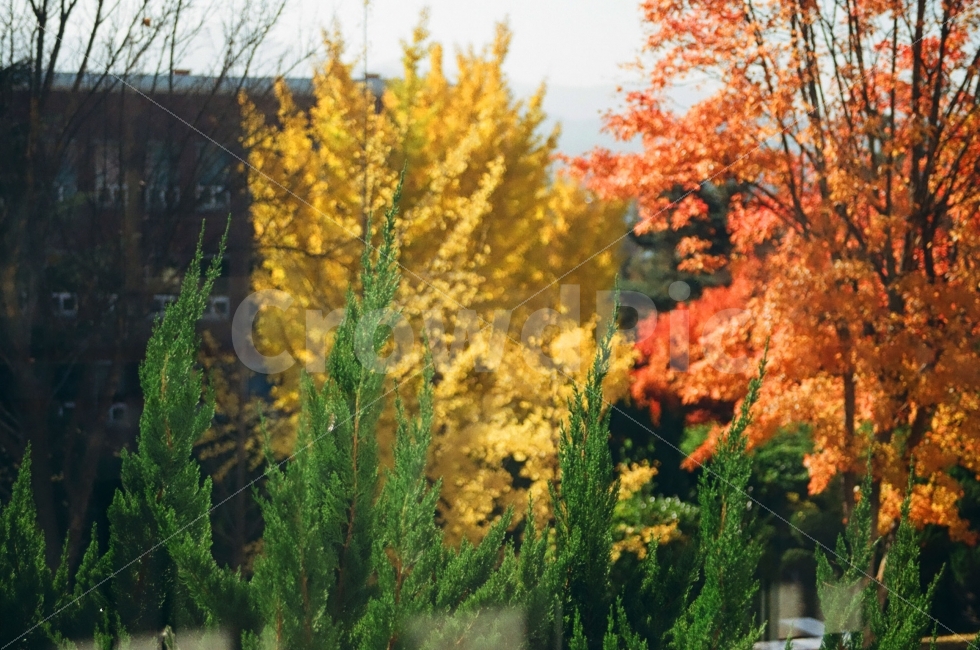 나무,자연,단풍,가을,계절,가을사진,tree,nature,season,가을,계절,fall,autumn,season,식물,자연,plants,nature,plant