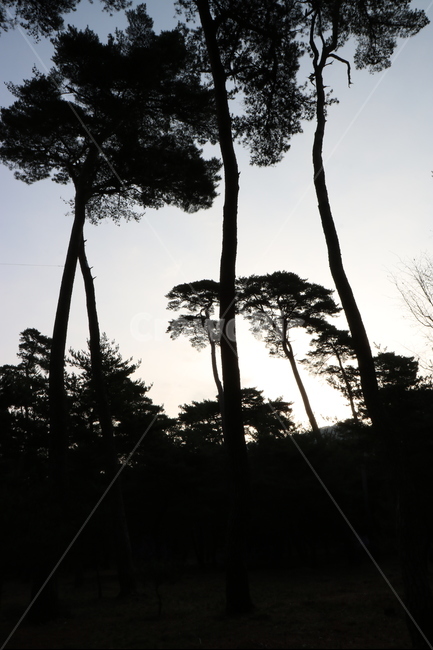 소나무,역광,키큰소나무,소나무역광,일출,분위기,일몰,배경,자연,풍경,nature,landscape,실루엣,그림자,silhouette,shadow,tree,나무,plant,식물