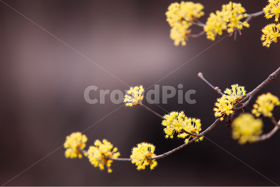 산수유,산수유꽃,꽃,봄,노랑,황색,노랑색,노란색,산수유나무,봄꽃,산수유축제,식물,공원,시골,마을,산수유마을,이천,식물,자연,plants,nature,꽃,flower