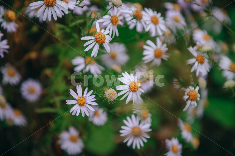 꽃,아름다운,식물,아침이슬,이슬,물방울,풀잎,자연,흰꽃,식물,자연,plants,nature,꽃,flower,감성,sensible,feeling