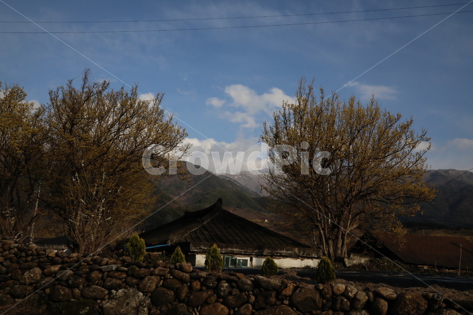 봄,산수유,자연,풍경,꽃,시골,길,산,계곡,봄,계절,spring,season,시골,마을,풍경,landscape,country,rural,town,outdoors,옥외