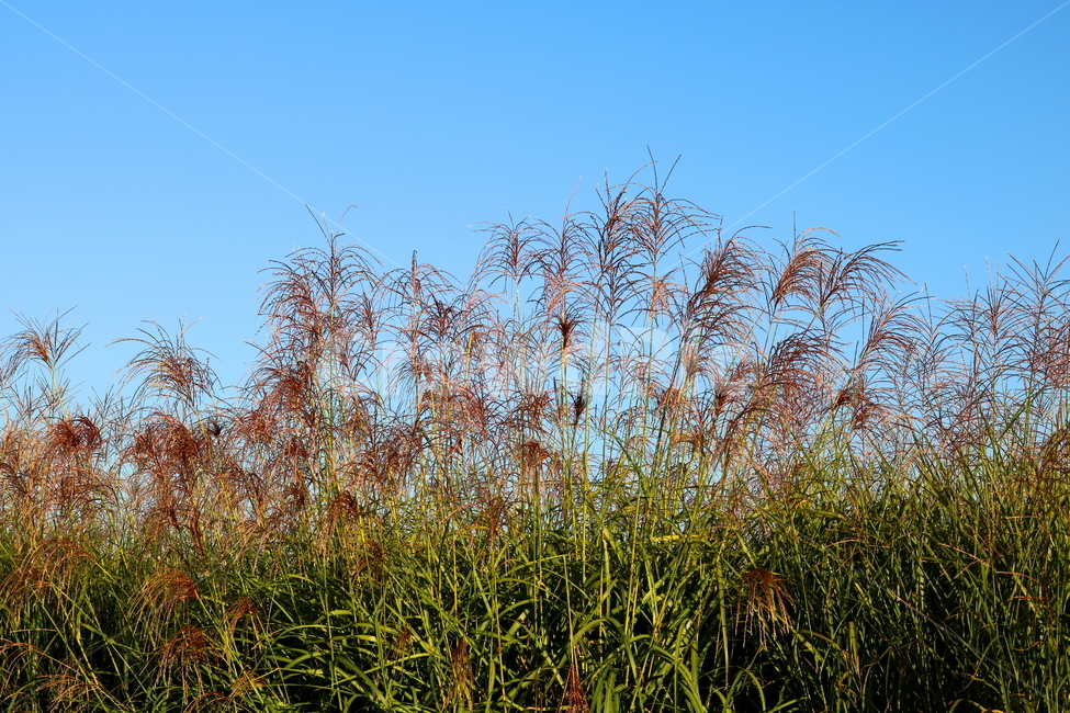 억새,억새풀,식물,자연,가을,벼과,가을,계절,fall,autumn,season,grass,잔디,plant,lawn