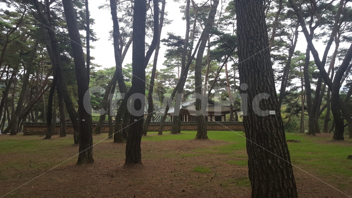 자연,소나무숲,green,nature,korea,자연,풍경,nature,landscape,한국자연풍경,한국자연경관,korea nature landscape,한국전통,한국문화,korean traditional,korean culture,식물,plants,나무,trees,wood,tree,plant,tree trunk,나무 줄기