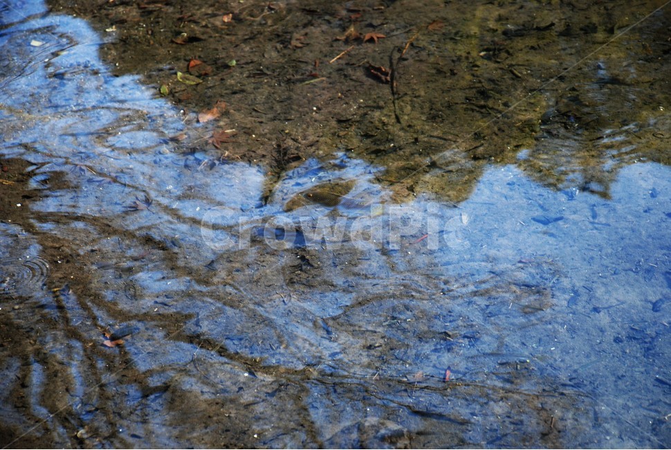 물고기,피라미,민물고기,호수,강,자연,풍경,nature,landscape,water,물,land,땅,outdoors,옥외