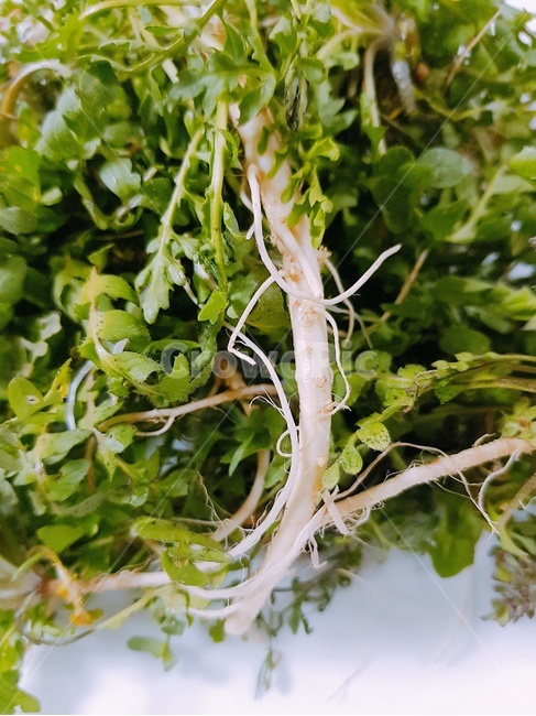 plant,식물,냉이,food,봄나물
