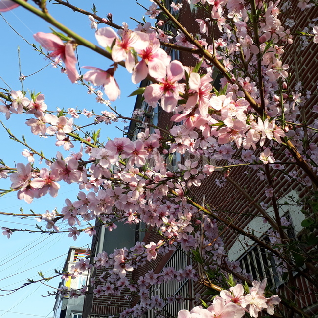 벚꽃,봄,나무,꽃,분홍,봄,계절,spring,season,꽃,flower,plant,식물,blossom