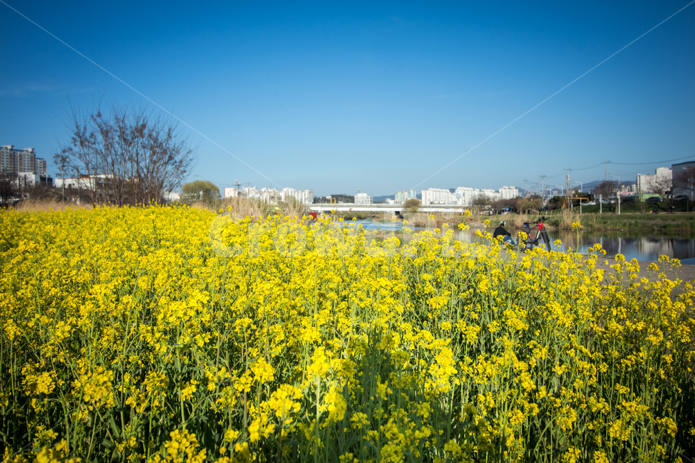 유채꽃,도심,꽃,flower,blossom,봄,봄꽃,spring,city,도시,downtown,nature,자연,field,들