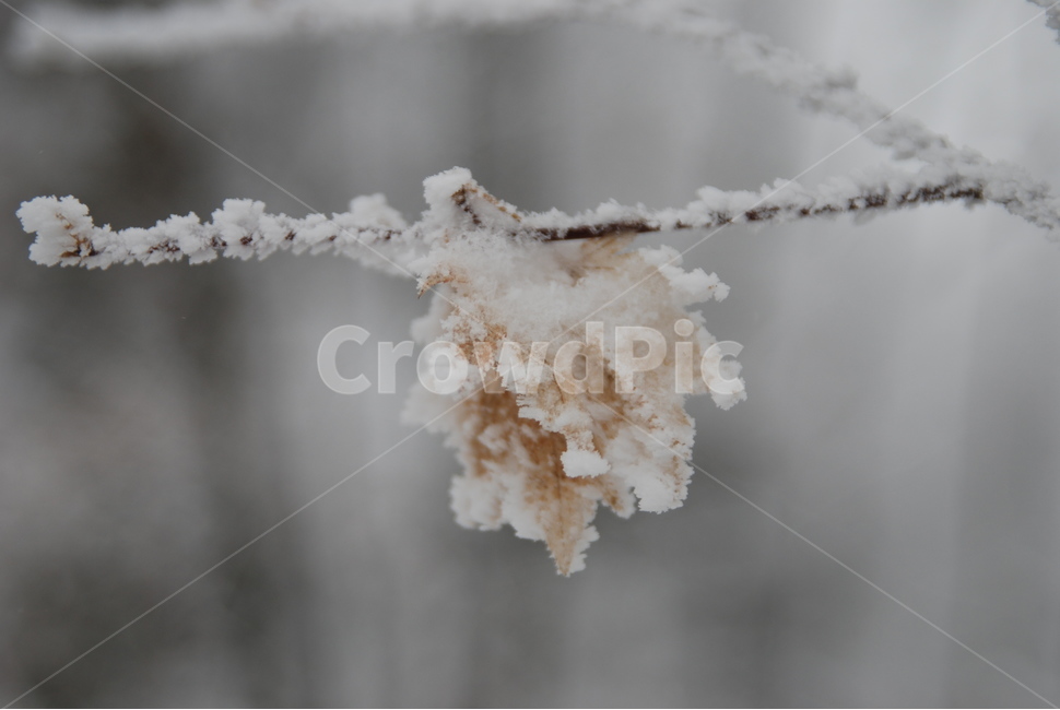 눈,꽃,눈꽃,겨울,자연,겨울,계절,winter,season