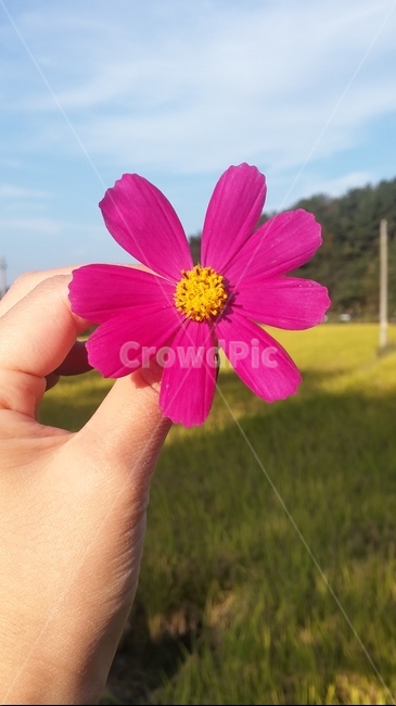 가을,코스모스,자연,꽃,풍경,식물,꽃,flower