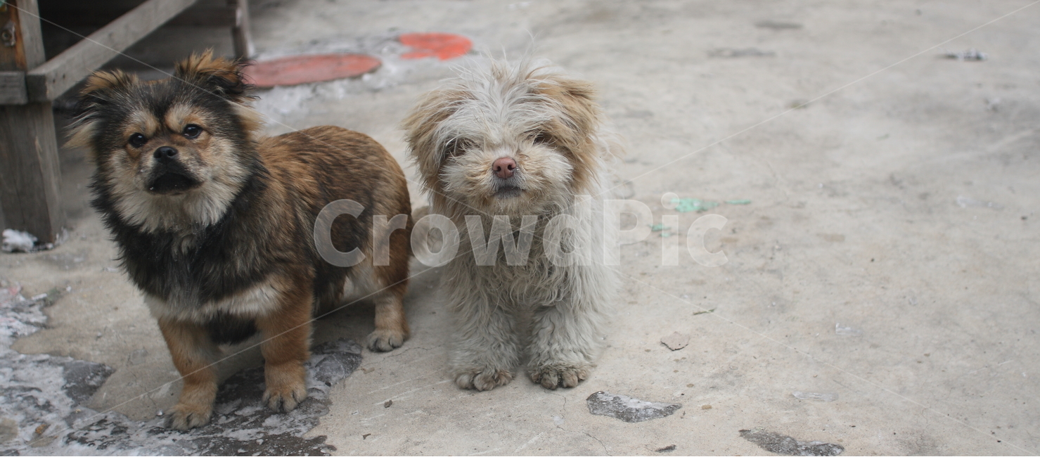 개,강아지,애완동물,동물,dog,동물,animal,포유류,mammal,개,강아지,dog,doggy