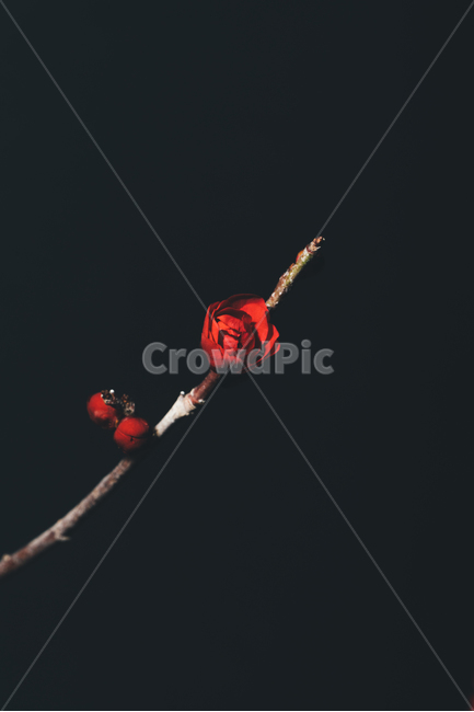꽃,flower,flow,봄꽃,flowerphotography,식물,자연,plants,nature,꽃,flower