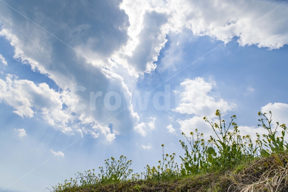 하늘,풍경,유채꽃,봄,봄꽃,노란꽃,시골,밭,마을,다랭이마을,다랭이밭,빛내림,구름,자연,풍경,nature,landscape,outdoors,옥외,sky