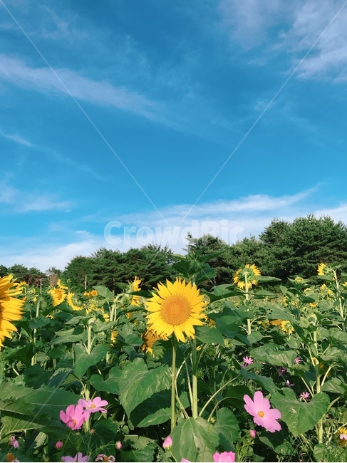 해바라기,코스모스,꽃,식물,sunflower,배경화면,하늘,꽃밭,해바라기밭,식물,자연,plants,nature,꽃,flower