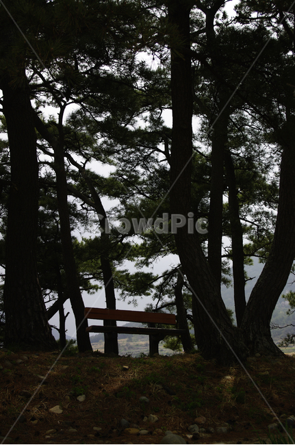 숲,나무,소나무,식물,plant,식물,자연,plants,nature,나무,trees,wood