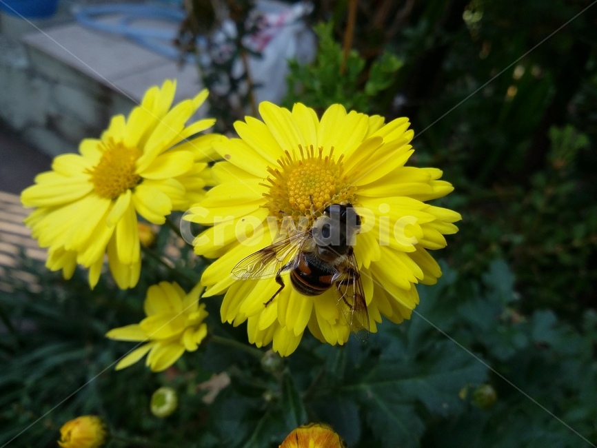 bee,벌,insect,곤충,꽃,식물,자연,plants,nature,꽃,flower
