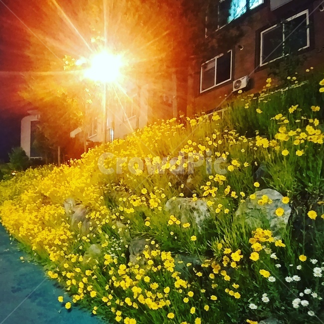 꽃,봄,가로등,꽃길,저녁,식물,자연,plants,nature,꽃,flower