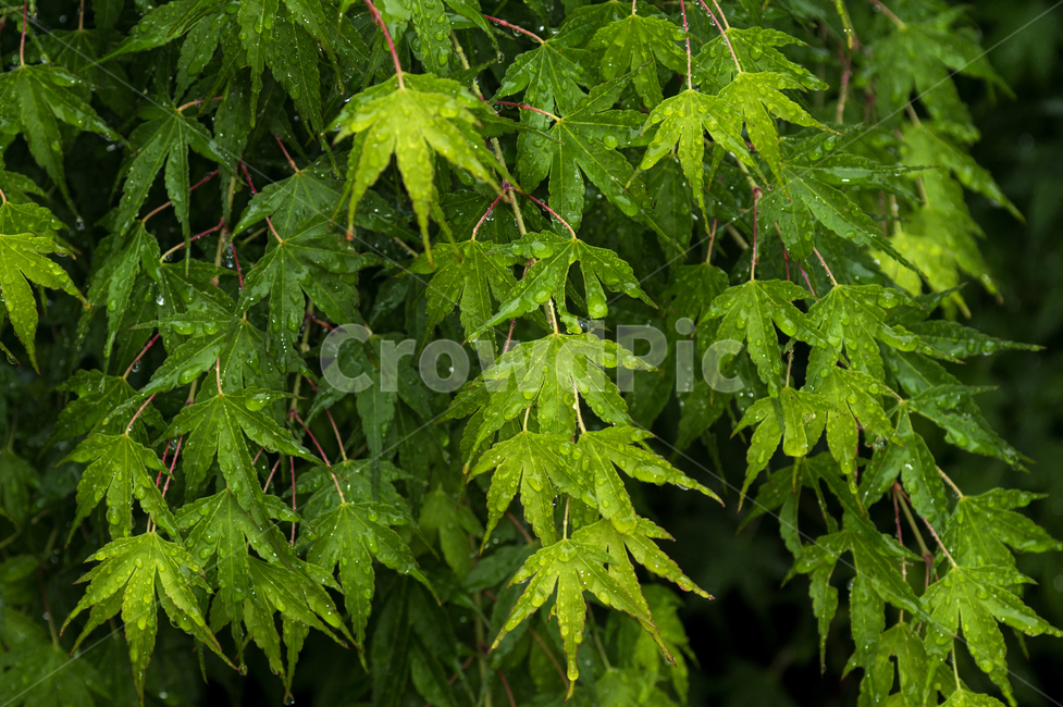 plant,식물,leaf,잎,나무,단풍,maple,비오는날,비,젖다,식물,자연,plants,nature