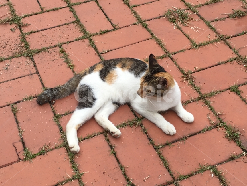 고양이,길고양이,길냥이,치즈냥이,냥이,야옹이,동물,여유,줄무니고양이,Cat,Animal,동물,animal,포유류,mammal,고양이,cat,kitten,kitty
