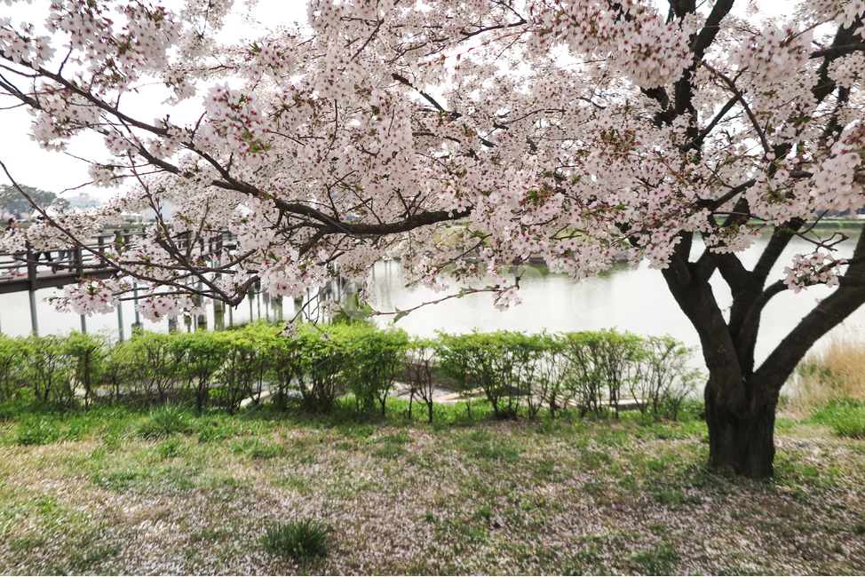 봄,벚꽃,공원,연못,꽃,산책,나들이,나무,다리,분홍,새싹,봉오리,꽃잎,나뭇가지,햇살,핑크,풍경,줄기,잎사귀,야외,자연,경치,식물,배경,상쾌한,따뜻한,계절,tree,nature,cherryblooms,flowers,background,spring,pink,leaf,식물,자연,plants,nature,꽃,flower,나무,trees,wood