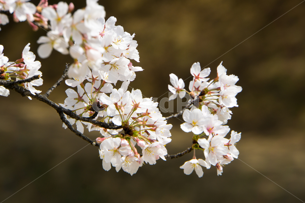 벚꽃,봄,무거천,근접촬영,울산,나무,식물,봄,계절,spring,season,식물,자연,plants,nature,꽃,flower,plant