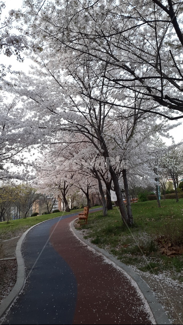 벗꽃,벗꽃나무,공원,꽃,자연,길,나무,트랙,산책로,산책,풀,풍경,식물,plants,nature,flower