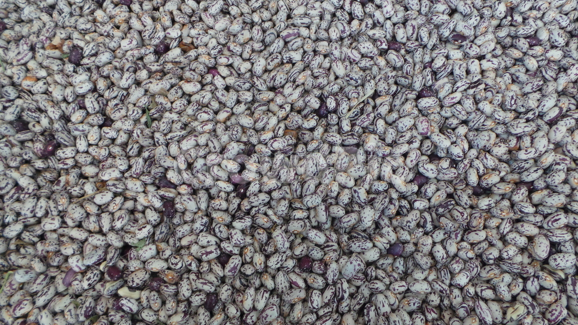콩,호랑이,호랑이콩,bean,tigerbean