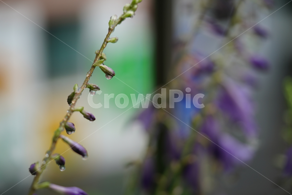 물방울,물,water,생명,생물,식물,식물,자연,plants,nature