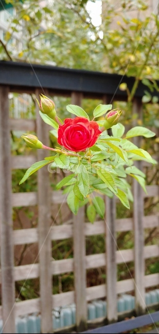 식물,장미,꽃,flower,rose,빨강,식물,자연,plants,nature