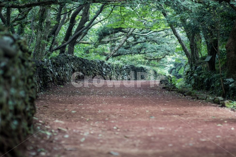 제주도,숲,길,푸르름,맑음,자연,풍경,nature,landscape