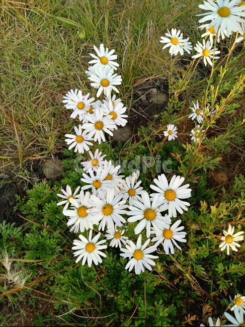 plant,flower,식물,꽃,blossom,구절초,국화과,식물,자연,plants,nature,꽃,flower