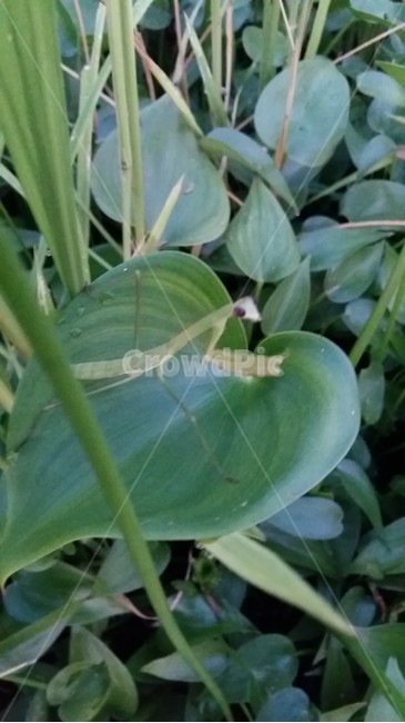사마귀,곤충,논생물,논생태,논,동물,animal,곤충,벌레,insect,bug