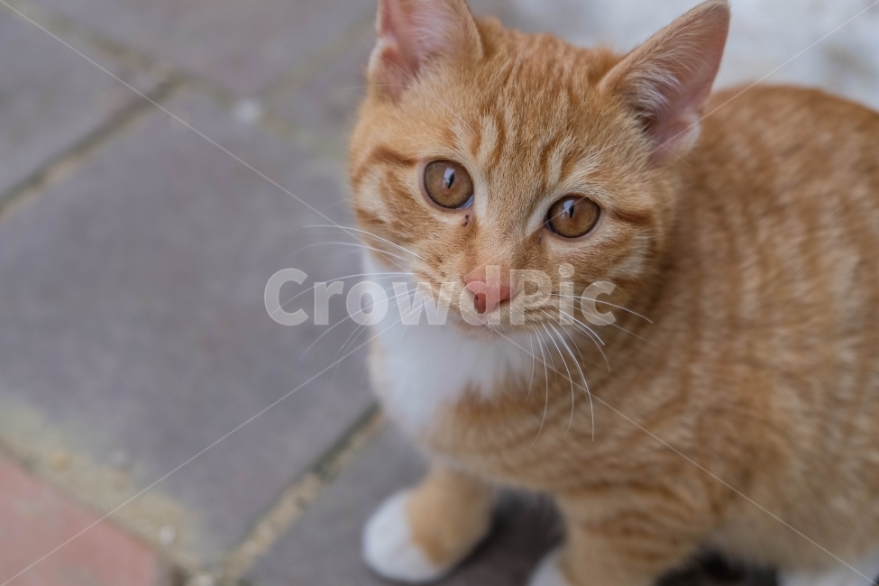 고양이,길고양이,새끼고양이,동물,자연,동물,animal,포유류,mammal,고양이,cat,kitten,kitty