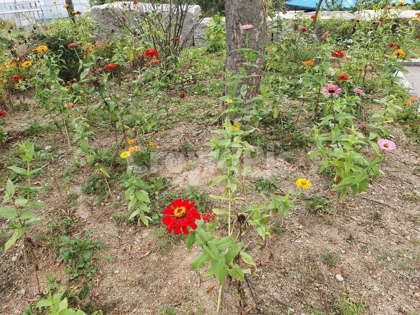 herbs,화분,pottery,planter,식물,식물,자연,plants,nature,꽃,flower