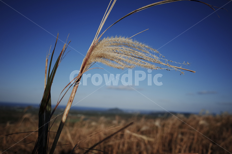 plant,식물,grass,잔디,억새,억새풀,들판,nature,자연,옥외,outdoors,reed,갈대