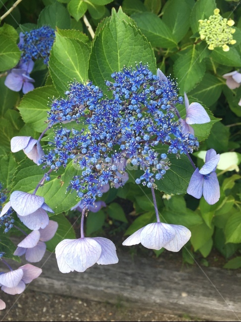 꽃,파란색,blue,flower,수국,식물,자연,plants,nature,꽃,flower