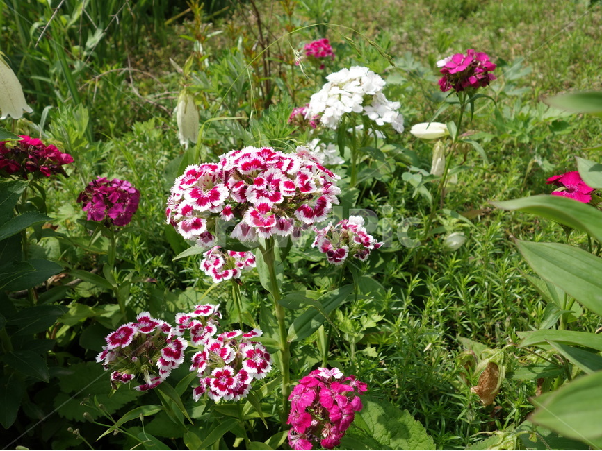 꽃,풍경,자연,여름,식물,식물,자연,plants,nature,꽃,flower
