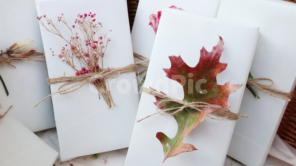 plant,식물,leaf,잎,tree,나무,낙엽