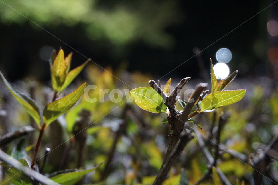 밤,빛,나뭇잎,새순,불빛,공원,3월,봄,계절,spring,season,식물,자연,plants,nature,plant