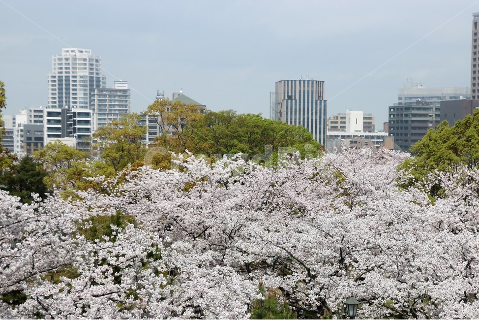 벚꽃,봄,꽃축제,빌딩숲,후쿠오카벚꽃,일본벚꽃,사쿠라,봄,계절,spring,season,도시,풍경,city,landscape,plant,식물,flower,꽃,blossom