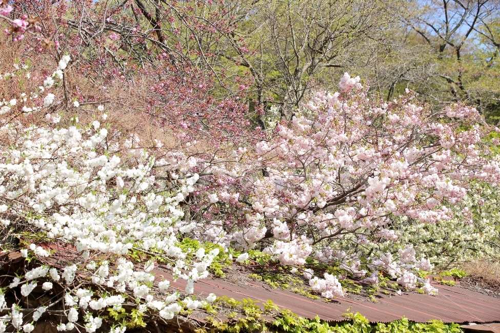 따뜻함,풍경,사진,포토,꽃,벚꽃,봄,식물,자연,plants,nature,봄,계절,spring,season,꽃,flower,plant,blossom,cherry blossom
