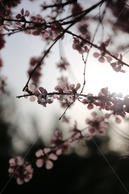 꽃,분홍꽃,봄,spring,앵두꽃,식물,blossom,flower,봄,계절,spring,season
