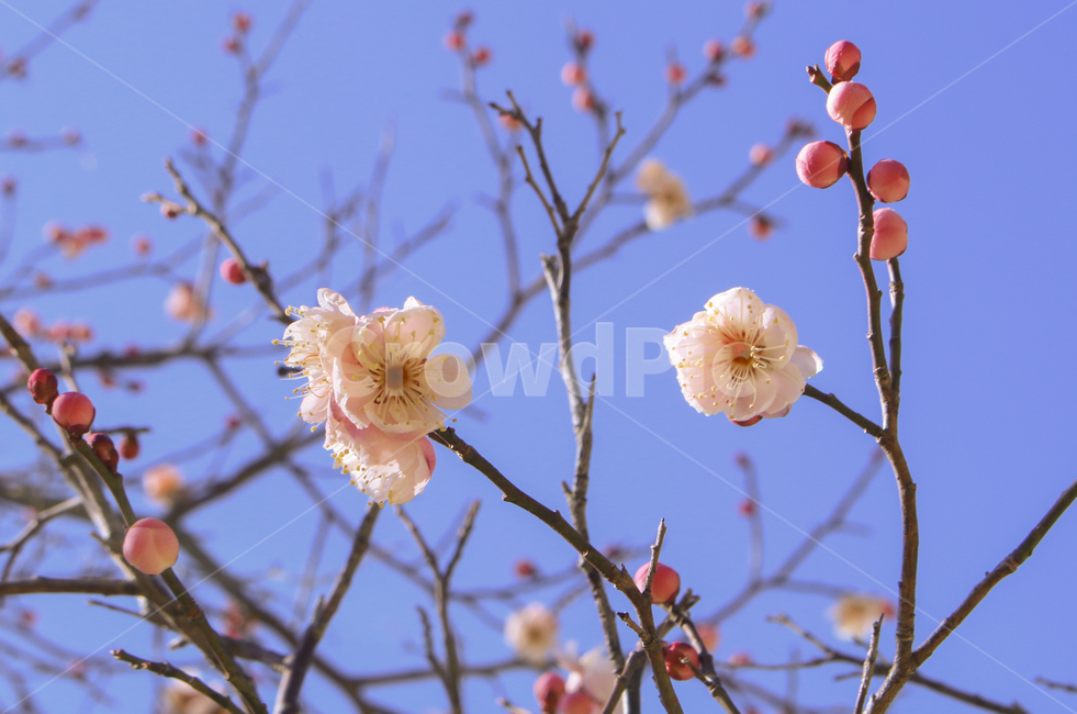 plant,식물,blossom,flower,꽃,매화,봄,spring,봄꽃,개화