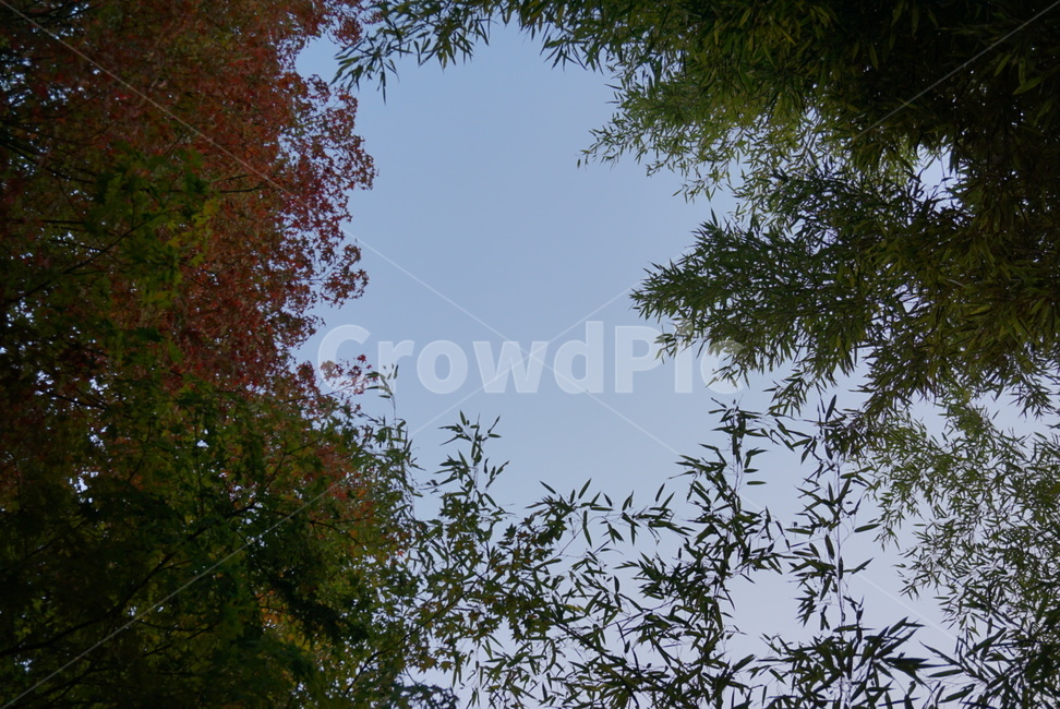 나무,나뭇잎,올려다본,하늘,단풍과그사이,가을,계절,fall,autumn,season,tree,plant,식물