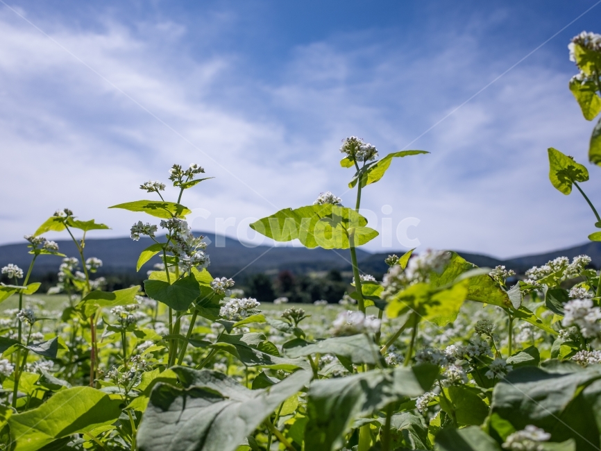 제주도,풍경,메밀꽃,꽃사진,하늘사진,식물,자연,plants,nature,꽃,flower