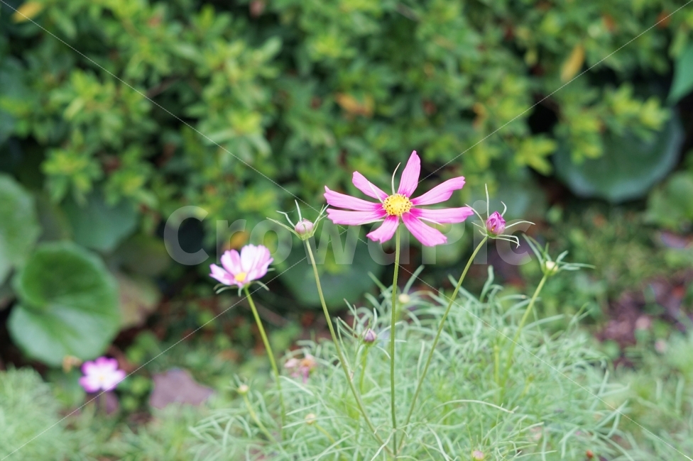 꽃,분홍,자연,여행,제주,제주도,flower,숲,힐링,휴식,식물,자연,plants,nature,꽃,flower