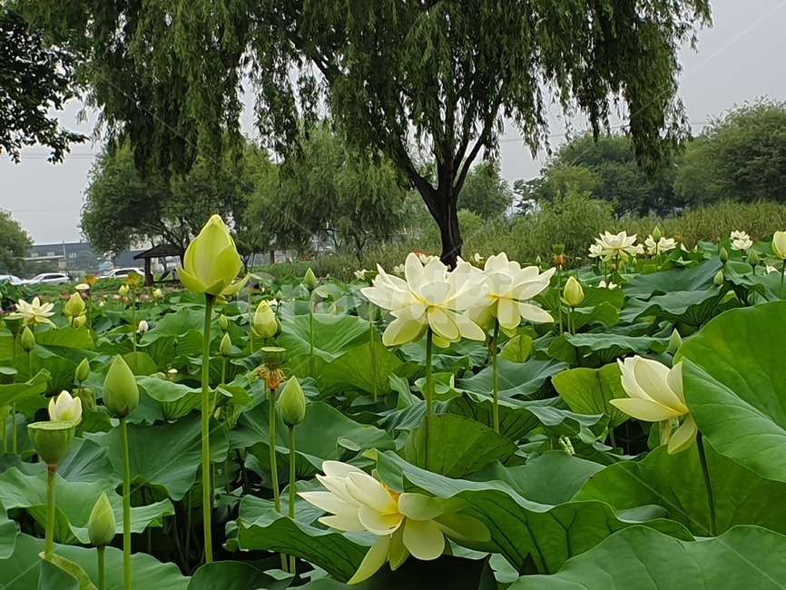 연꽃,연꽃축제,꽃,연잎,궁남지,수련,수련꽃,부여,식물,감성사진