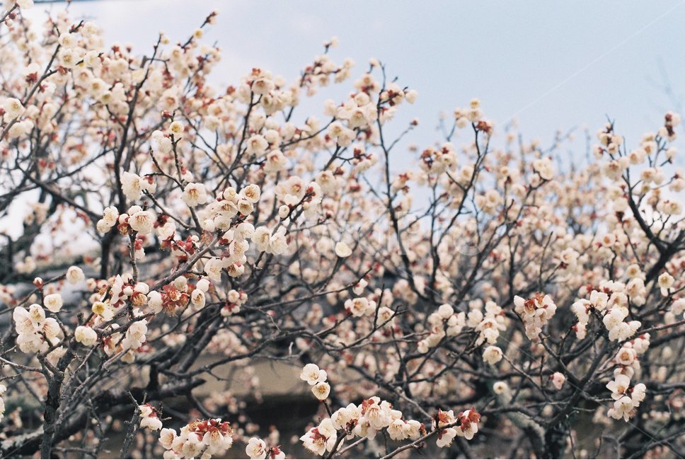 필름사진,봄,꽃,매화,백매화,봄,계절,spring,season,식물,자연,plants,nature,꽃,flower,감성,sensible,feeling,plant