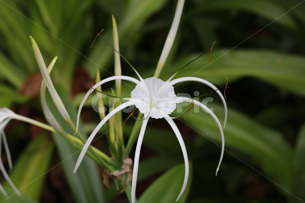 문주란,꽃,flower,식물,난꽃,꽃,flower