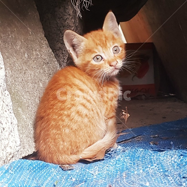 고양이,새끼고양이,줄무늬,눈,길고양이