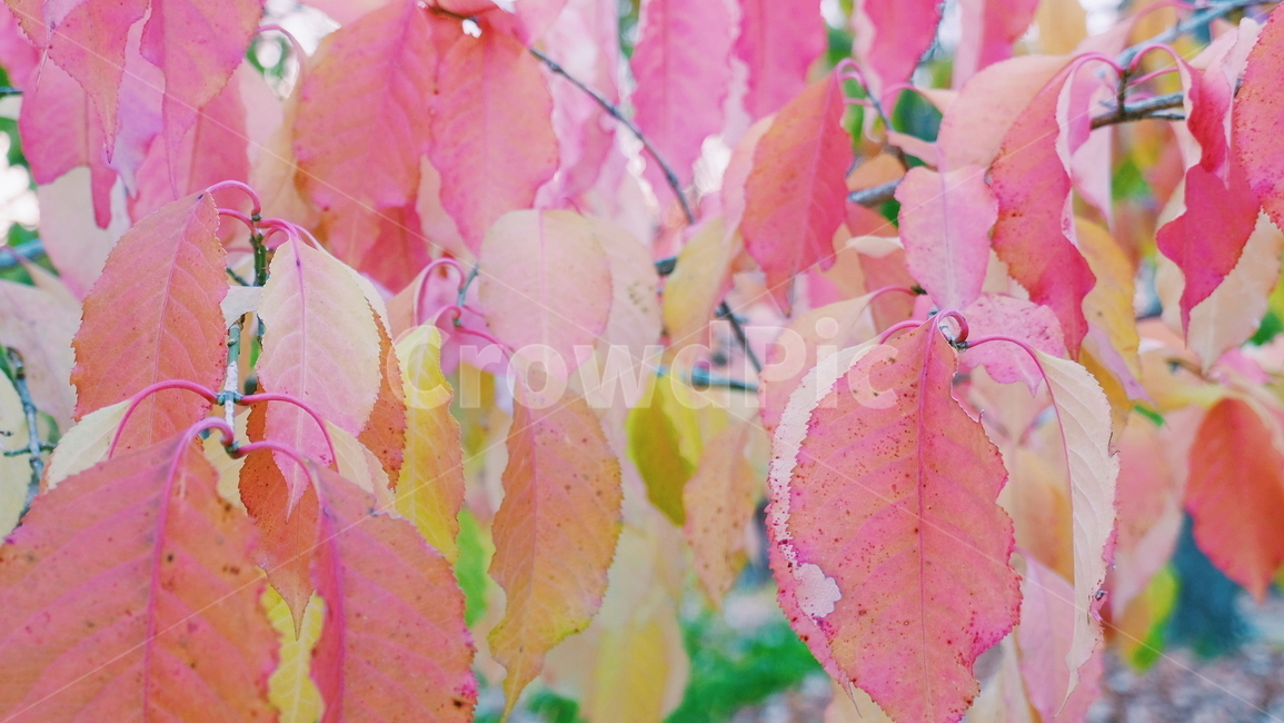 가을,나무,나뭇잎,색감,자연,풍경,식물,자연,plants,nature